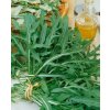 Moravoseed RUKOLA Moravoseed RUKOLA