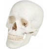 Erler Zimmer Lebka človeka - 3-dielny model Erler Zimmer Lebka človeka - 3-dielny model