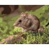 ZUTY Maľovanie podľa čísel - MYŠKA ODPOČÍVAJÚCA V LESE Rámovanie: vypnuté plátno na rám, Rozmer: 80x100 cm ZUTY Maľovanie podľa čísel - MYŠKA ODPOČÍVAJÚCA V LESE Rámovanie: vypnuté plátno na rám, Rozmer: 80x100 cm