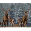 Diamondi Diamantové maľovanie - UŠĽACHTILÍ JELENI Rámovanie: bez rámu a bez vypnutia plátna, Rozmer: 40x50 cm Diamondi Diamantové maľovanie - UŠĽACHTILÍ JELENI Rámovanie: bez rámu a bez vypnutia plátna, Rozmer: 40x50 cm