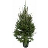 Smrek obyčajný 150-175 cm v kvetináči, kont. C10 Smrek obyčajný 150-175 cm v kvetináči, kont. C10