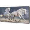 Foto obraz tlačený na plátne Biele kone pláž 100x50 cm Foto obraz tlačený na plátne Biele kone pláž 100x50 cm