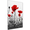 Vertikálny foto obraz sklenený Polné maky 50x100 cm Vertikálny foto obraz sklenený Polné maky 50x100 cm