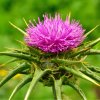 Pestrec mariánsky - Silybum marianum - semená pestreca - 40 ks Pestrec mariánsky - Silybum marianum - semená pestreca - 40 ks