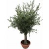 Olivovník európsky na 50-60cm kmienku, výška 160-200 cm, obvod kmeňa 30-40cm, kont. 50 l Olivovník európsky na 50-60cm kmienku, výška 160-200 cm, obvod kmeňa 30-40cm, kont. 50 l