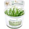 Helanthium tenellum Red