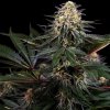 Sensi Seeds Research - Lockdown Kush 10 ks - Semená neobsahujú THC Sensi Seeds Research - Lockdown Kush 10 ks - Semená neobsahujú THC