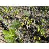 Figovník jedlý (Ficus carica) ´BROWN TURKEY´ - výška 200-240 cm, obvod kmeňa 8/10 cm, kont. C10L (-15°C) Figovník jedlý (Ficus carica) ´BROWN TURKEY´ - výška 200-240 cm, obvod kmeňa 8/10 cm, kont. C10L (-15°C)