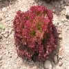 Šalát listový kučeravý Crimson - Lactuca sativa L. - semená šalátu - 300 ks Šalát listový kučeravý Crimson - Lactuca sativa L. - semená šalátu - 300 ks