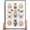 Plagát PAVÚKY, PAVÚKY, DEKORÁCIA rastliny, umenie, zvieratá bez rámu 70 x 50 cm