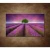 Obraz - Levanduľové pole 90x60cm Obraz - Levanduľové pole 90x60cm
