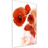 Vertikálny foto obraz sklo tvrdené Poľné mak 50x100 cm Vertikálny foto obraz sklo tvrdené Poľné mak 50x100 cm