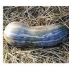 Tekvica Lunga di Napoli - Cucurbita moschata - predaj semien - 5 ks Tekvica Lunga di Napoli - Cucurbita moschata - predaj semien - 5 ks