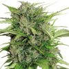 Serious Seeds - Auto AK-47 3 ks - Semená neobsahujú THC Serious Seeds - Auto AK-47 3 ks - Semená neobsahujú THC