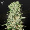 Green House Seed - Damnesia 1 ks - semená neobsahujú THC Green House Seed - Damnesia 1 ks - semená neobsahujú THC