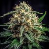 Vision Seeds Mighty Mango Bud semienka neobsahujú THC 3 ks