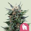 Royal Queen Seeds Cannabis Seeds Royal Gorilla Feminized 1 ks Royal Queen Seeds Cannabis Seeds Royal Gorilla Feminized 1 ks