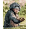 ZUTY Maľovanie podľa čísel ŠŤASTNÝ ŠIMPANZ Rámovanie bez rámu a bez vypnutia plátna Rozmer 80 x 100 cm