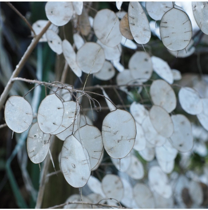 Mesačnica ročná biela - Lunaria annua - semená - 40 ks