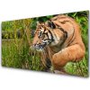 Sklenený obklad Do kuchyne Tiger zvieratá 100x50 cm Sklenený obklad Do kuchyne Tiger zvieratá 100x50 cm