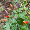 Chilli Gusto purple - Capsicum annuum - predaj semien - 8 ks Chilli Gusto purple - Capsicum annuum - predaj semien - 8 ks