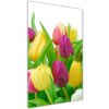 Vertikálny foto obraz akrylový Farebné tulipány 50x100 cm Vertikálny foto obraz akrylový Farebné tulipány 50x100 cm
