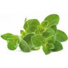 Click and Grow® sadenice Oregano 3ks Click and Grow® sadenice Oregano 3ks