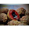 LK Baits Nutrigo Balanc Monster Crab 200ml - 20mm LK Baits Nutrigo Balanc Monster Crab 200ml - 20mm