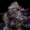 Anesia Seeds - Free Blueberry Nation 3 ks - semená neobsahujú THC Anesia Seeds - Free Blueberry Nation 3 ks - semená neobsahujú THC