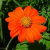 Titónia okrúhlolistá - Tithonia rotundifolia - semená - 60 ks Titónia okrúhlolistá - Tithonia rotundifolia - semená - 60 ks