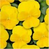 Fialka Twix F1 Yellow - Viola cornuta - semená fialky - 20 ks Fialka Twix F1 Yellow - Viola cornuta - semená fialky - 20 ks