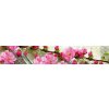 Fototapeta Dimex Sakura KI350-053 | 350 x 60 cm (Samolepiace fototapety na linku) Fototapeta Dimex Sakura KI350-053 | 350 x 60 cm (Samolepiace fototapety na linku)
