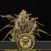 Blimburn Seeds Feminizované semená kanabisu Grizzly Purple Kush 6 ks Blimburn Seeds Feminizované semená kanabisu Grizzly Purple Kush 6 ks