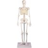 Erler Zimmer Kostra človeka - zmenšený model “Tom Erler Zimmer Kostra človeka - zmenšený model “Tom