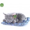 Rappa Plyšový pes francouzský buldoček ležící 23 cm ECO-FRIENDLY Rappa Plyšový pes francouzský buldoček ležící 23 cm ECO-FRIENDLY