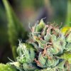 Pyramid Seeds - Tahoe Cure 5 ks - Semená neobsahujú THC Pyramid Seeds - Tahoe Cure 5 ks - Semená neobsahujú THC