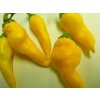 Monkey Face Yellow (semená) chilli Monkey Face Yellow (semená) chilli