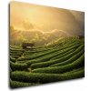 Impresi Obraz Východ slnka čajovníková plantáž - 90 x 70 cm Impresi Obraz Východ slnka čajovníková plantáž - 90 x 70 cm
