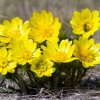 Hlaváčik jarný - Adonis vernalis - semená hlaváčika - 10 ks Hlaváčik jarný - Adonis vernalis - semená hlaváčika - 10 ks