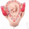 Model embria, 2 mesiac (Anatomické modely) Model embria, 2 mesiac (Anatomické modely)