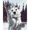 ZUTY Maľovanie podľa čísel BIELY VLK Rámovanie bez rámu a bez vypnutia plátna Rozmer 80 x 100 cm