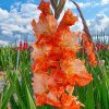 Gladiolus Coral Crush Gladiolus Coral Crush