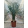 Yucca rostrata s výškou kmeňa 40-50 cm Yucca rostrata s výškou kmeňa 40-50 cm
