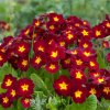 Prvosienka Inara F1 Late Red - Primula elatior - semená prvosienky - 20 ks Prvosienka Inara F1 Late Red - Primula elatior - semená prvosienky - 20 ks