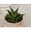 Baby Sansevieria Ehrenbergii Baby Sansevieria Ehrenbergii
