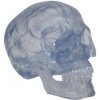 Transparent Classic Human Skull Model, 3 part (Anatomické modely) Transparent Classic Human Skull Model, 3 part (Anatomické modely)