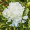 Pivónia Shirley Temple - Paeonia lactiflora - cibuľoviny - 1 ks Pivónia Shirley Temple - Paeonia lactiflora - cibuľoviny - 1 ks