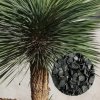 Semená Yucca rostrata 5 ks Semená Yucca rostrata 5 ks