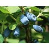 Zemolez kamčatský Sinoglaska 30-50cm - Lonicera caerulea kont. 1,5 l Zemolez kamčatský Sinoglaska 30-50cm - Lonicera caerulea kont. 1,5 l