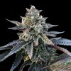 DNA Genetics - Gelato Sorbet 10 ks - semená neobsahujú THC DNA Genetics - Gelato Sorbet 10 ks - semená neobsahujú THC